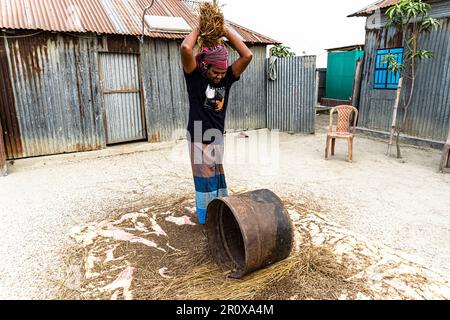 Cultivateur manuel de récolte du riz, campagne, Bangladesh. Fermier battage du riz. Les agriculteurs battent le riz paddy dans un style traditionnel Banque D'Images