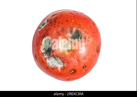 tomate pourrie décachée. Isolé sur fond blanc Banque D'Images