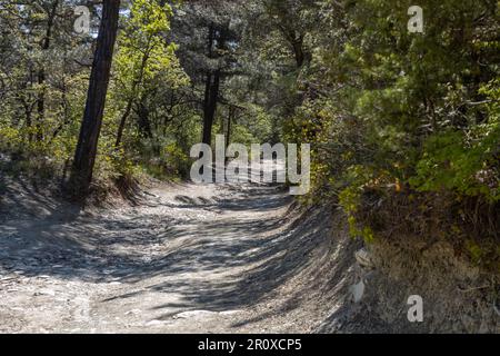 Une route de campagne traverse une forêt mixte. L'herbe pousse sur les côtés de la route. Ciel ensoleillé et bleu Banque D'Images