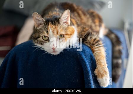 Chat adulte senior allongé sur une couverture recouverte de fourrure et reposant Banque D'Images