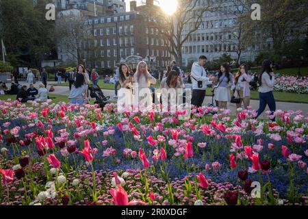 Touristes appréciant les fleurs du Couronnement et le soleil du soir à Victoria Embankment Gardens, centre de Londres, Angleterre, Royaume-Uni Banque D'Images