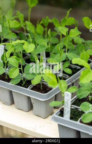 Plantules de pois doux croissant dans des plateaux de semences à l'intérieur de serres, Écosse Banque D'Images