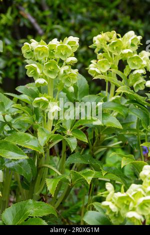 Gros plan d'un hellébore blanc fleuri en avril en Écosse Banque D'Images