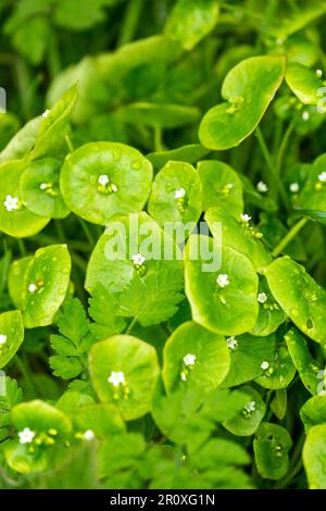 Claytonia perfoliata, communément appelée laitue du mineur, laitue indienne ou purslane d'hiver, est une plante à fleurs comestibles de la famille des Montiaceae Banque D'Images