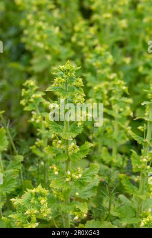 Jaune Scrophularia vernalis Banque D'Images