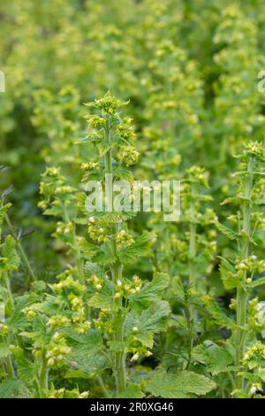 Jaune Scrophularia vernalis Banque D'Images