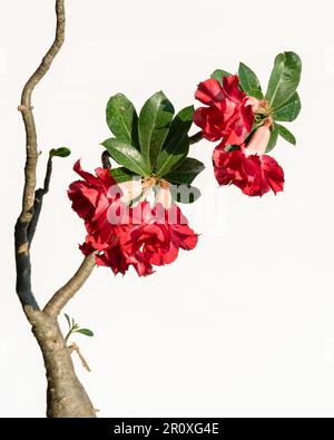 Vue rapprochée d'adenium obesum aka Desert rose fleuri avec des fleurs doubles rouges et blanches colorées isolées sur fond blanc Banque D'Images