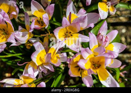 Tulipe Botanical Bakeri Lilac Wonder Spring Floraison bulbes variété Dwarf, fleurs jaunes centrées avec pétales externes roses, dans les ombres profondes de la lumière du soleil Banque D'Images