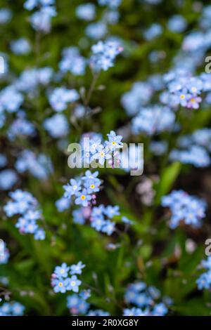 Alpine Forget-me-Not avec des fleurs bleu indigo sur de courtes branches. centre jaune chaud qui reviendra et fournira une touche de couleur Banque D'Images