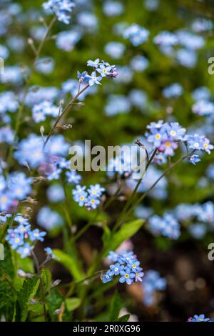 Alpine Forget-me-Not avec des fleurs bleu indigo sur de courtes branches. centre jaune chaud qui reviendra et fournira une touche de couleur Banque D'Images
