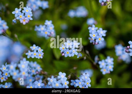 Alpine Forget-me-Not avec des fleurs bleu indigo sur de courtes branches. centre jaune chaud qui reviendra et fournira une touche de couleur Banque D'Images