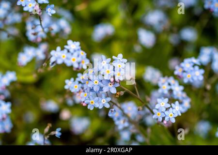 Alpine Forget-me-Not avec des fleurs bleu indigo sur de courtes branches. centre jaune chaud qui reviendra et fournira une touche de couleur Banque D'Images