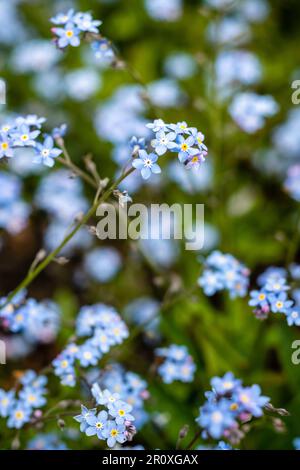 Alpine Forget-me-Not avec des fleurs bleu indigo sur de courtes branches. centre jaune chaud qui reviendra et fournira une touche de couleur Banque D'Images