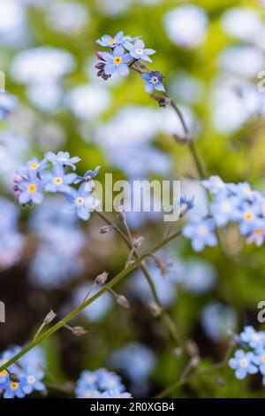 Alpine Forget-me-Not avec des fleurs bleu indigo sur de courtes branches. centre jaune chaud qui reviendra et fournira une touche de couleur Banque D'Images