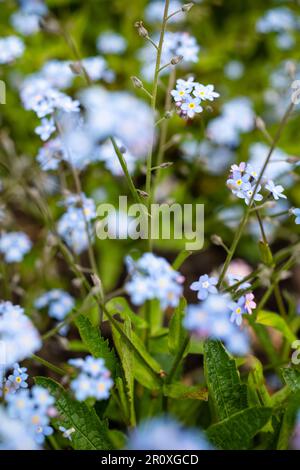 Alpine Forget-me-Not avec des fleurs bleu indigo sur de courtes branches. centre jaune chaud qui reviendra et fournira une touche de couleur Banque D'Images