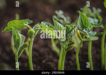 De petits plantules de haricots blancs verts frais viennent d'être germées à partir de semences plantées dans un sol fertile de mise en pot, de près Banque D'Images