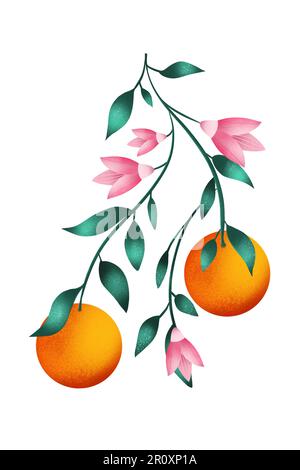 Oranges sur une branche. illustration d'agrumes avec feuilles et fleurs. Banque D'Images