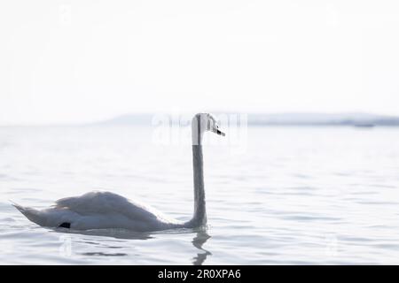 Cygne flottant sur l'eau. Isolé. Banque D'Images