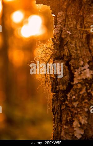 La silhouette du lichen avec la lumière du lever du soleil le matin Banque D'Images