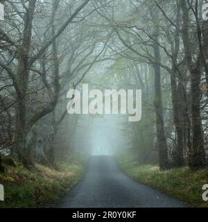 Une route vide à travers les arbres dans un brouillard de matin fort. Une ruelle dans le parc régional de Beecraigs, en Écosse. Photo de haute qualité Banque D'Images