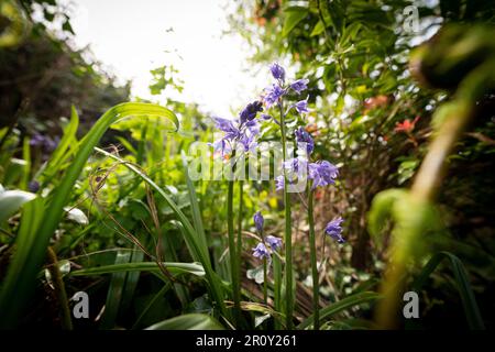 Bluebell Flower dans un jardin boisé Banque D'Images