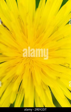 Fleur de pissenlit jaune dans une pelouse de fleur sauvage Banque D'Images