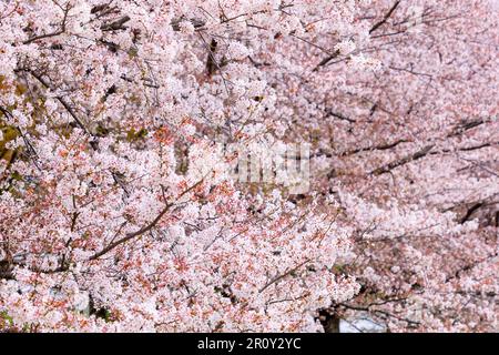 Un gros plan d'un arbre avec des fleurs de cerisier roses Banque D'Images