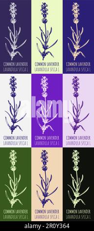 Ensemble de dessin de LAVANDE COMMUNE dans diverses couleurs. Illustration dessinée à la main. Nom latin Lavandula L. Banque D'Images