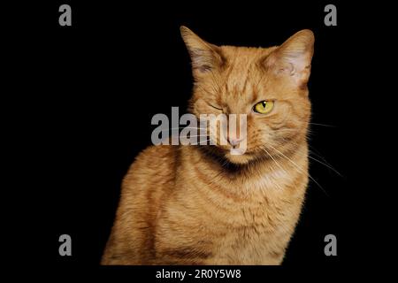 Chat au gingembre mignon faisant un visage drôle et un clin d'œil sur fond noir. Banque D'Images