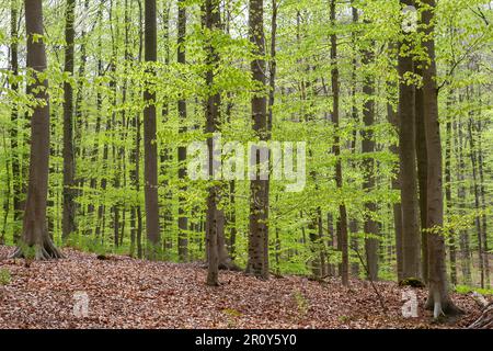 Hêtre européen (Fagus sylvatica) vert forêt de printemps Banque D'Images