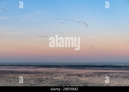Coucher de soleil sur les vasières de l'île de Texel aux pays-Bas à marée basse avec des troupeaux d'oiseaux volant en formation en forme de V. Banque D'Images