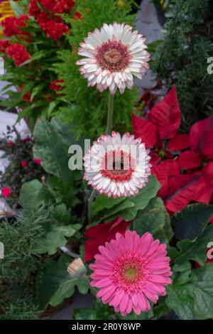 fleurs et feuilles colorées, roses à gros pétale, fleurs à petits pétale, pétales ovales, feuilles vertes de différentes tailles plus grandes qu'une main Banque D'Images