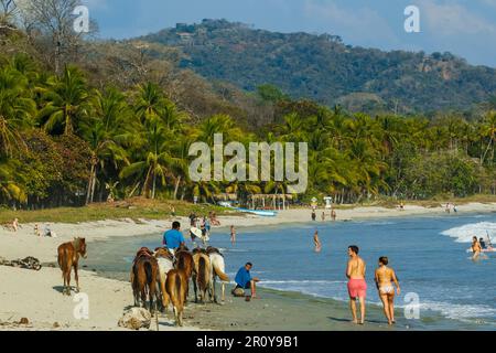 Location de chevaux et amateurs de plage sur la célèbre baie de sable blanc de cette station balnéaire décontractée. Samara, Péninsule de Nicoya, Guanacaste, Costa Rica Banque D'Images