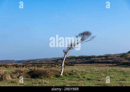 Vue panoramique sur les dunes de l'île de Texel aux pays-Bas avec un petit bouc de bouleau au milieu du vent Banque D'Images