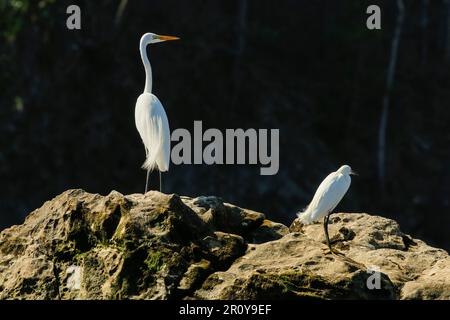 Great Egret (Ardea alba) avec bec jaune et Little Egret (Egretta garzetta - bec noir) à la plage de Nosara et à l'embouchure de la rivière. Nosara, Guanacaste, Costa Rica Banque D'Images