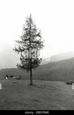 Vénétie - Cortina d'Ampezzo 1938 Banque D'Images