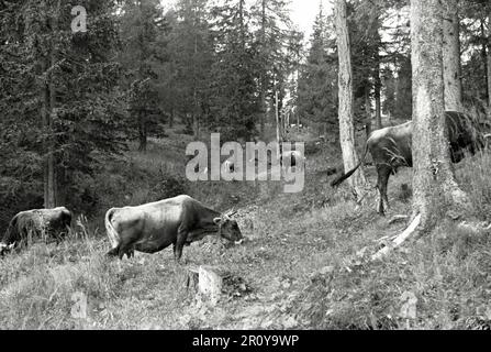 Vénétie - Cortina d'Ampezzo 1938 Banque D'Images