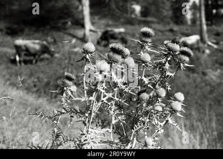 Vénétie - Cortina d'Ampezzo 1938 Banque D'Images