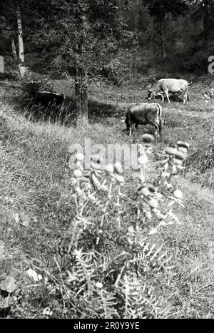 Vénétie - Cortina d'Ampezzo 1938 Banque D'Images