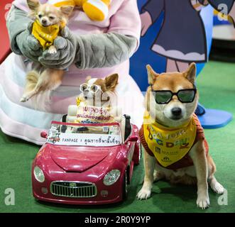 Bangkok, Thaïlande - 4 mai 2023: Les chiens postent pour la photo dans l'exposition d'animaux de compagnie. Banque D'Images