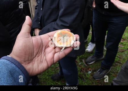 Vue sur les champignons dans McLaren Park, San Francisco, Calfornia Banque D'Images