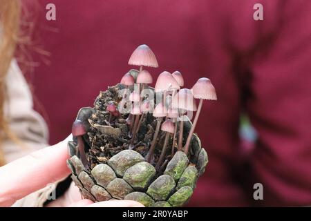 Vue sur les champignons dans McLaren Park, San Francisco, Calfornia Banque D'Images