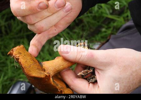 Vue sur les champignons dans McLaren Park, San Francisco, Calfornia Banque D'Images