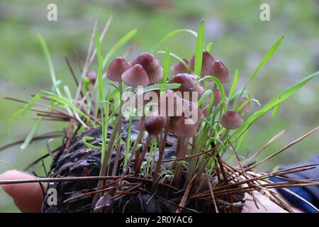 Vue sur les champignons dans McLaren Park, San Francisco, Calfornia Banque D'Images