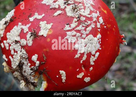 Vue sur les champignons dans McLaren Park, San Francisco, Calfornia Banque D'Images