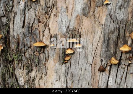 Vue sur les champignons dans McLaren Park, San Francisco, Calfornia Banque D'Images