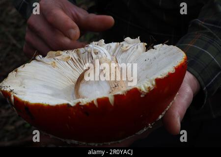 Vue sur les champignons dans McLaren Park, San Francisco, Calfornia Banque D'Images