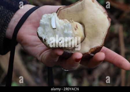 Vue sur les champignons dans McLaren Park, San Francisco, Calfornia Banque D'Images