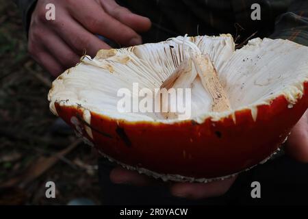 Vue sur les champignons dans McLaren Park, San Francisco, Calfornia Banque D'Images