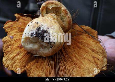 Vue sur les champignons dans McLaren Park, San Francisco, Calfornia Banque D'Images